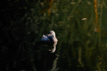 zampull&iacute;n nadando en el pantano