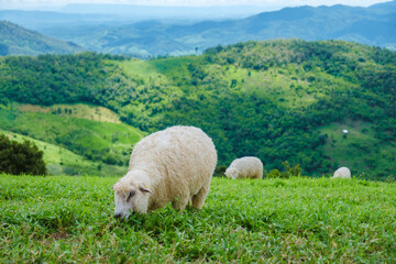 Naklejka premium a group of sheeps at a sheep farm in Chiang Rai Northern Thailand Doi CHang mountain