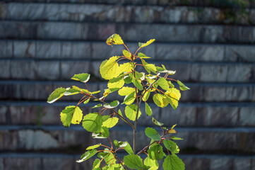Young Small Deciduous Tree Illuminated by the Sun on the Background of a Marble Quarry