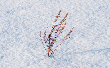 Lonely Yellowed Plant Sticking out of the Snow