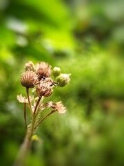 Wildlife close-up beautiful flowers background