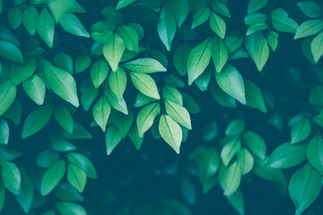 Fototapeta na wymiar green leaves background texture. dark light of nature