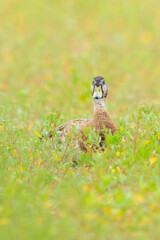 A female mallard dabling duck, Anas platyrhynchos, standing in grass,