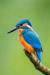 Close up of a Kingfisher, Alcedo Atthis, fishing