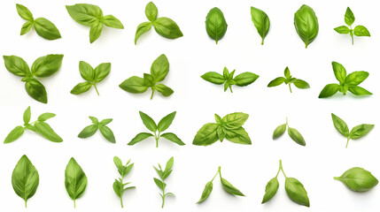 Mediterranean herbs: fresh basil. isolated leaves, twigs and tips over a white background - obrazy, fototapety, plakaty