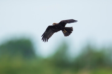 Western marsh harrier, Circus aeruginosus, hunting