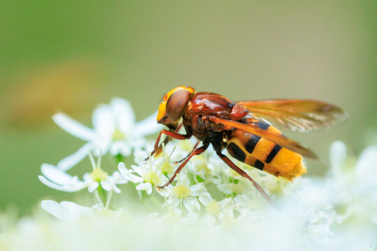 Volucella zonaria, hornet mimic hoverfly, feeding on white flowers
