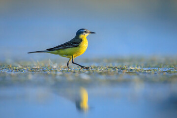 Closeup of a male western yellow wagtail bird Motacilla flava foraging in water