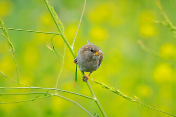 House Sparrow female bird, passer domesticus, foraging in a hedge