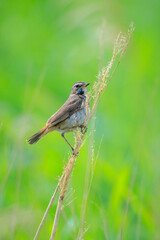 Closeup of a blue-throat bird Luscinia svecica cyanecula singing