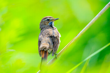Closeup of a blue-throat bird Luscinia svecica cyanecula singing