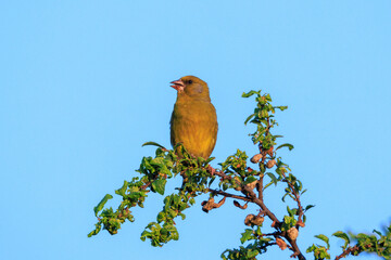Greenfinch Chloris chloris bird singing during sunset