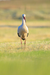 Stork, Ciconia ciconia, foraging in grass