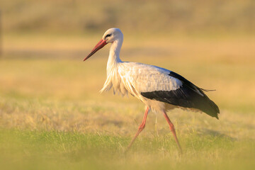 Stork, Ciconia ciconia, foraging in grass