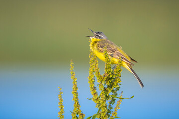 Closeup of a male western yellow wagtail bird Motacilla flava singing