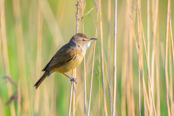 Close up of a great reed warbler, acrocephalus arundinaceus, bird singing in reeds