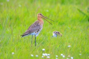 Black-tailed godwit Limosa Limosa male bird foraging in a green meadow