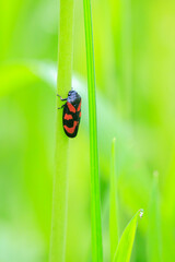 Closeup of a red-and-black froghopper, Cercopis vulnerata, in green grass