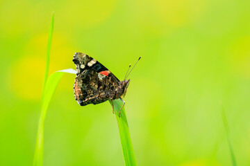 Side view closeup of a Red Admiral butterfly, Vanessa atalanta, resting in a meadow