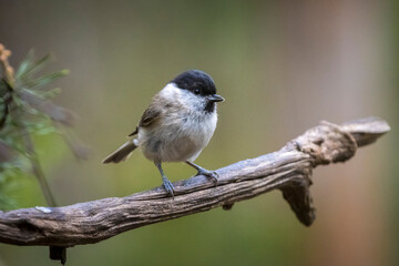 Close up of a marsh tit, poecile palustris, bird