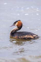 Closeup of a Great crested grebe Podiceps cristatus waterfowl