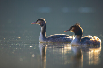 Great crested grebe Podiceps cristatus mating during Springtime