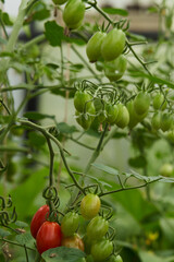 Tomatoes on a branch in a greenhouse. Farm for growing vegetables.