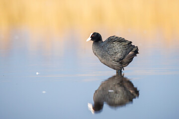 Eurasian Coot Fulica atra waterfowl swimming closeup