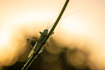 Great Green Bush-cricket male, Tettigonia viridissima