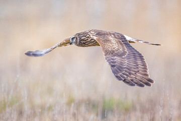 Hen harrier Circus cyaneus hunting