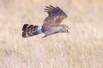 Hen harrier Circus cyaneus hunting