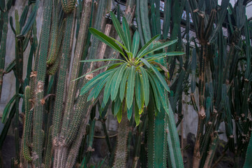 열대 식물 tropical plants