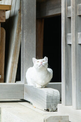 お寺にいた白い猫