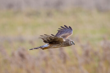 Hen harrier Circus cyaneus hunting