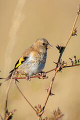 European goldfinch female bird, Carduelis carduelis, perched eating seeds during Springtime season