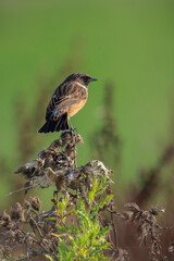 Male Stonechat, Saxicola rubicola, bird singing
