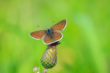  brown argus butterfly, Aricia agestis, top view, open wings