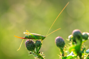 conocephalus fuscus, long-winged conehead bushcricket, resting in a meadow