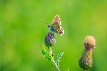  brown argus butterfly, Aricia agestis, top view, open wings