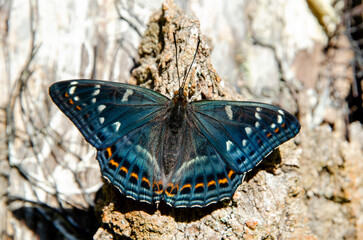 Colorful adult of Poplar admiral - Limenitis populi on a tree bark. One of the biggest butterfly of a middle Europe.