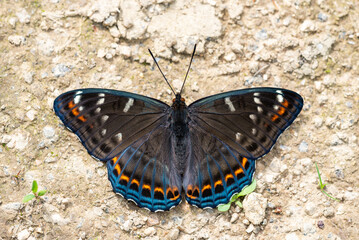 Adult male of the Poplar admiral - Limenitis populi, rarely seen butterfly. Colorful butterfly on the ground.
