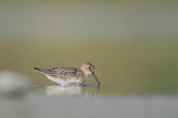 Hunting in the shallow waters, the Dunlin (Calidris alpina)