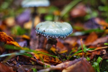 mushroom in the forest