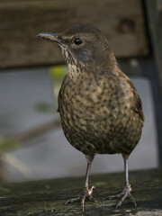 Amsel