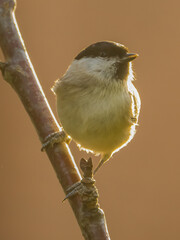 Sunlight Bird