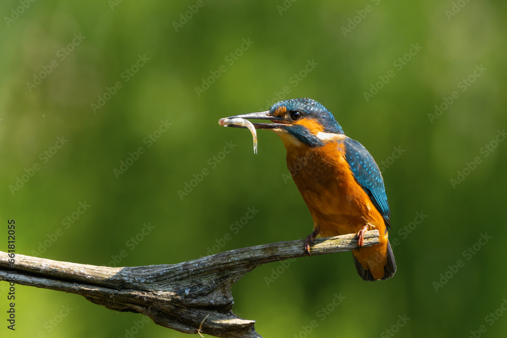 Sticker Common Kingfisher (Alcedo atthis) sitting on a branch and fishing in the forest in the Netherlands