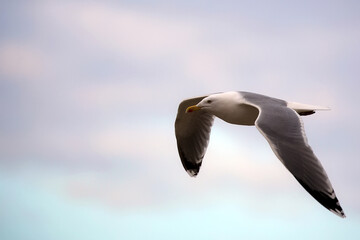 Seagull in the flight

