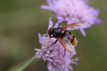 Hornet mimic hoverfly sitting on a flower pollinating it