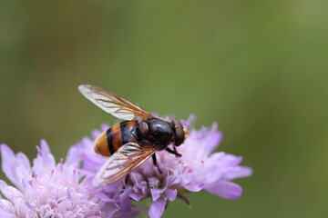 Hornet mimic hoverfly sitting on a flower pollinating it