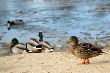 Duck near the water in the wild
